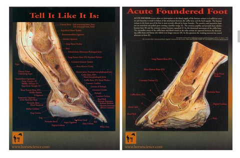 Hoof Charts