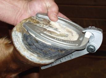 Cavalry Hoof Gauge #1