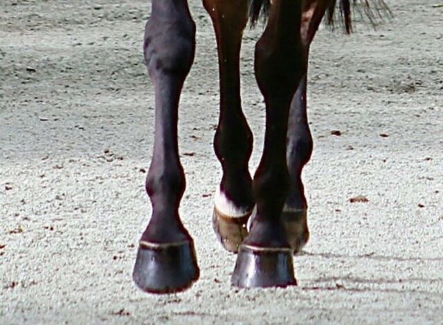 Hoof Dressing